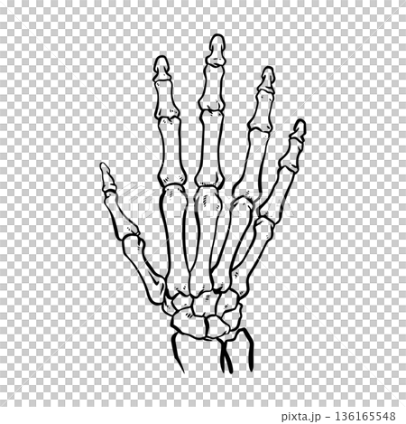 human skeleton hand 136165548