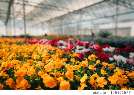 The flower greenhouse is blooming in spring. The flower greenhouse is blooming in spring. 136165677