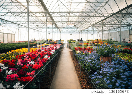 The flower greenhouse is blooming in spring. 136165678