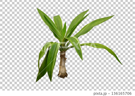 Crinum asiaticum variegated plant Crinum asiaticum variegated plant 136165706