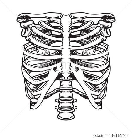 Human skeleton rib cage anatomy 136165709