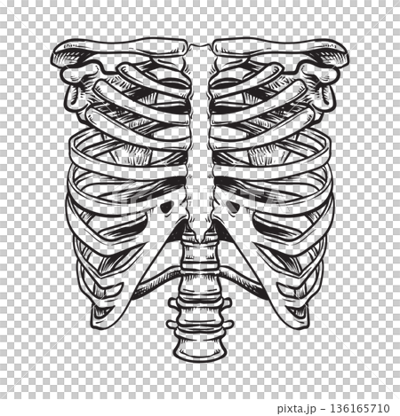 Human skeleton rib cage anatomy 136165710