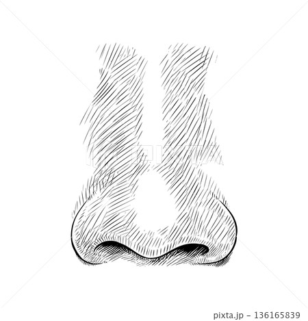 Human nose. Hand drawn illustration 136165839