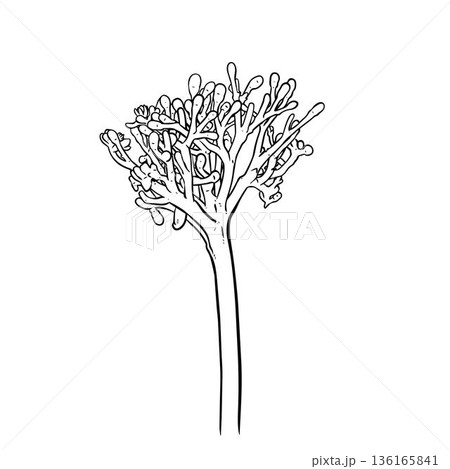 Coral bush plant (Jatropha multifida) hand drawn Coral bush plant (Jatropha multifida) hand drawn 136165841