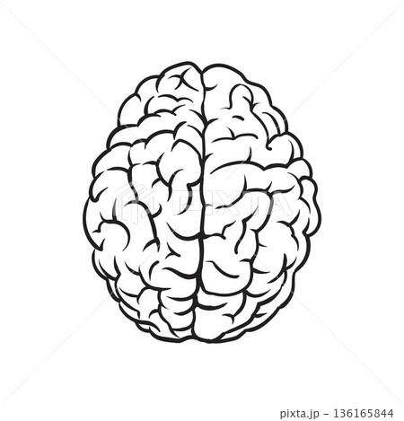 Human Brain Anatomy Human Brain Anatomy 136165844