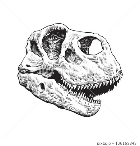 Dinosaur skull drawing Dinosaur skull drawing 136165845