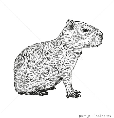 Capybara hand drawing Capybara hand drawing 136165865