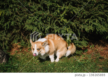 Corgi pooping in the garden during sunny day Corgi pooping in the garden during sunny day 136165893