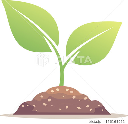 Healthy seedling growing from fertile ground showing new life development and fresh nature energy 136165961