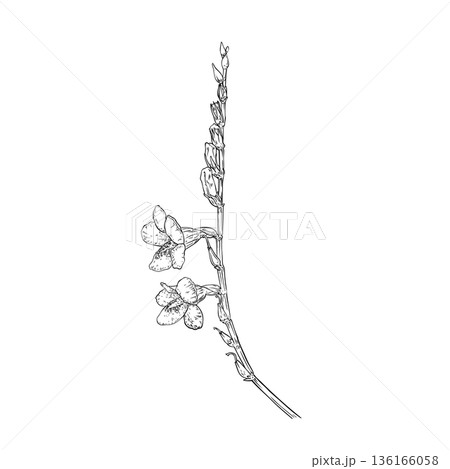 Asystasia gangetica flowers hand drawn 136166058