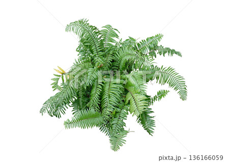 Boston fern plant isolated on white background  136166059