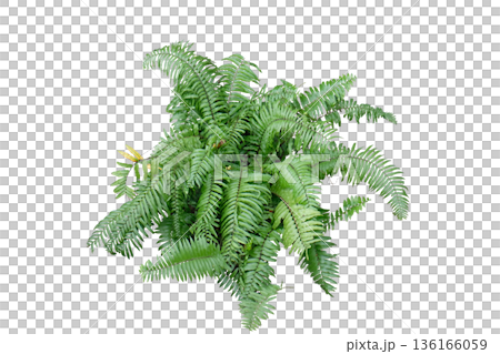 Boston fern plant isolated on white background Boston fern plant isolated on white background 136166059