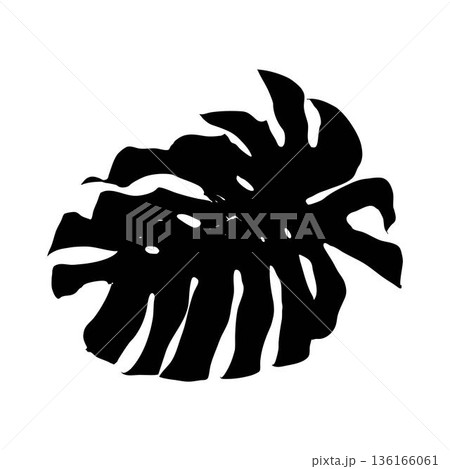 Tropical jungle Monstera leaf silhouette Tropical jungle Monstera leaf silhouette 136166061