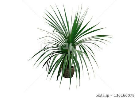 Screwpine (Pandanus) Plant in Terracotta Pot Screwpine (Pandanus) Plant in Terracotta Pot 136166079