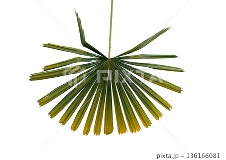 Fresh Green Leaf of Licuala spinosa, Mangrove Fan Palm Fresh Green Leaf of Licuala spinosa, Mangrove Fan Palm 136166081