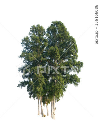 Eucalyptus tree, tropical tree 136166086