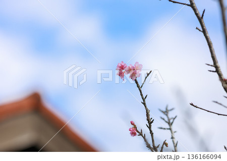 カンヒザクラ(寒緋桜)の花 やわらかなボケ背景の春の風景 カンヒザクラ(寒緋桜)の花 やわらかなボケ背景の春の風景 136166094