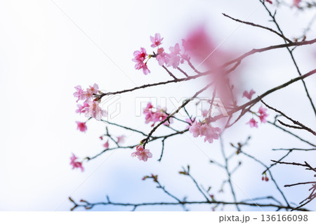 カンヒザクラ（寒緋桜）の花　やわらかなボケ背景の春の風景 136166098