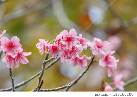 カンヒザクラ（寒緋桜）の花　やわらかなボケ背景の春の風景 136166100