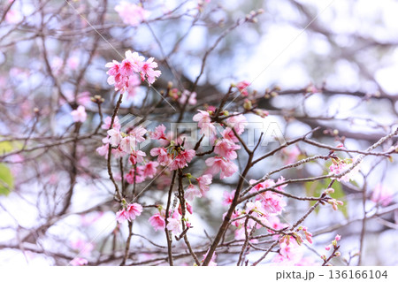 カンヒザクラ(寒緋桜)の花 やわらかなボケ背景の春の風景 カンヒザクラ(寒緋桜)の花 やわらかなボケ背景の春の風景 136166104