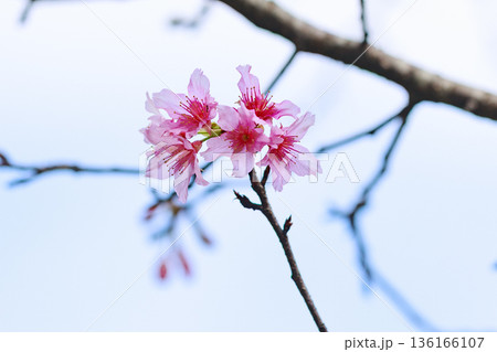 カンヒザクラ（寒緋桜）の花　やわらかなボケ背景の春の風景 136166107