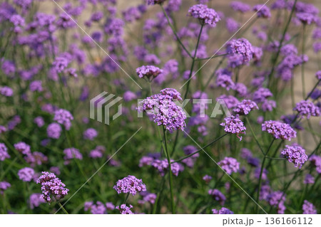 Lilac purple Verbena bonariensis Lilac purple Verbena bonariensis 136166112