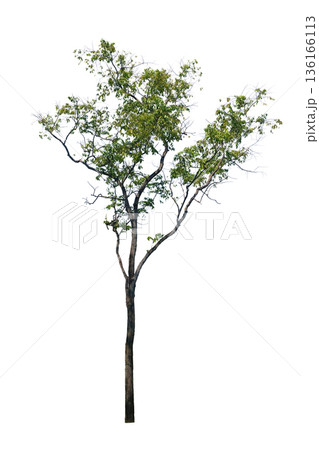 Hopea odorata 136166113