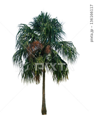 Ribbon Palm (Livistona decora) 136166117