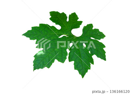 Bitter melon leaves Bitter melon leaves 136166120