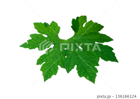 Bitter melon leaves 136166124