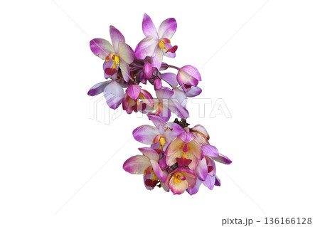 Philippine Ground Orchid (Spathoglottis plicata) Philippine Ground Orchid (Spathoglottis plicata) 136166128