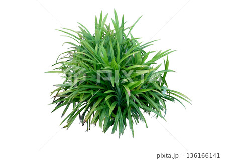 pandan leaves or Pandanus amaryllifolius 136166141