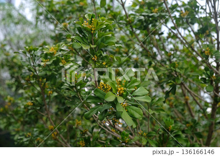 Chinese Perfume Plant (Aglaia odorata) flowers Chinese Perfume Plant (Aglaia odorata) flowers 136166146