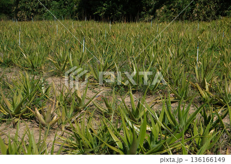 Aloe vera plantation Aloe vera plantation 136166149