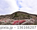 早春を告げる湯河原梅園の梅の花たち 早春を告げる湯河原梅園の梅の花たち 136166207
