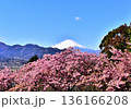 雪を被った富士山と満開の河津桜 雪を被った富士山と満開の河津桜 136166208