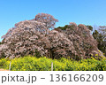 満開に咲く吉高の大桜と菜の花 満開に咲く吉高の大桜と菜の花 136166209
