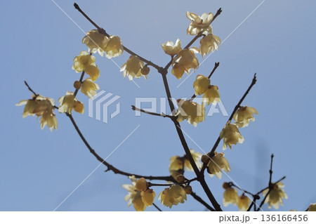早春の花ロウバイ 136166456