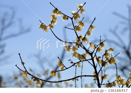 早春の花ロウバイ 136166457