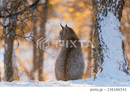 Lynx in a Snowy Forest Scene 136166541