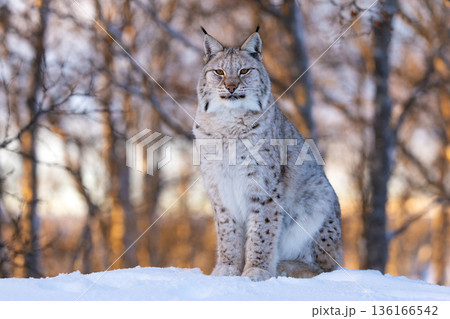 Majestic lynx in snowy forest Majestic lynx in snowy forest 136166542