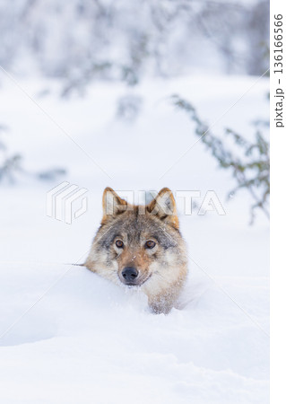 Wolf in Snowy Scandinavian Landscape 136166566