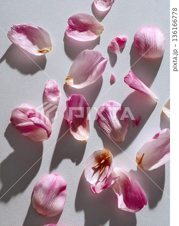 tender pink tulip petals scattered on white background, generative ai 136166778