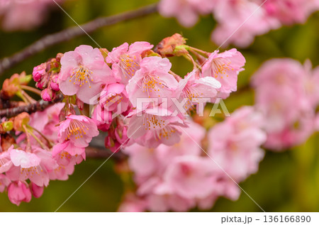 雨上がりに雫を纏って咲く濃いピンク色の河津桜 136166890