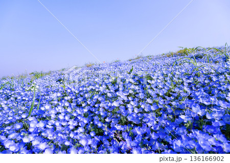 茨城県ひたちなか市 ひたち海浜公園のネモフィラ 茨城県ひたちなか市 ひたち海浜公園のネモフィラ 136166902