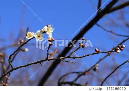 早春の梅の花 早春の梅の花 136166920