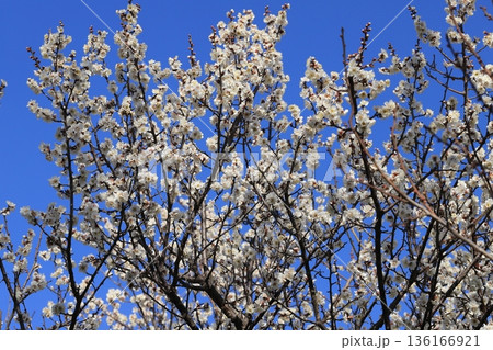 早春の梅の花 早春の梅の花 136166921
