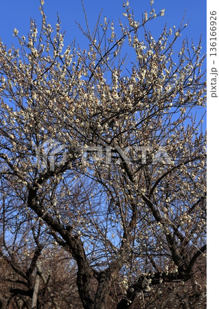 早春の梅の花 早春の梅の花 136166926