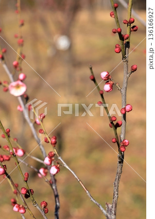 早春の梅の花 136166927