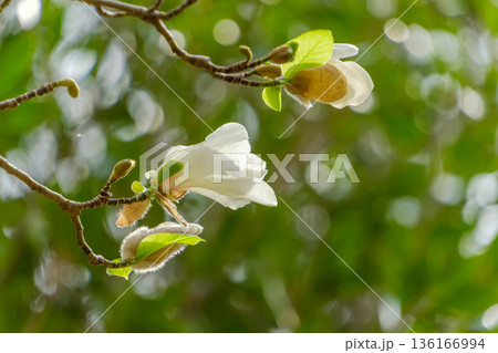 春の陽光を浴びて咲く白いコブシの花 136166994